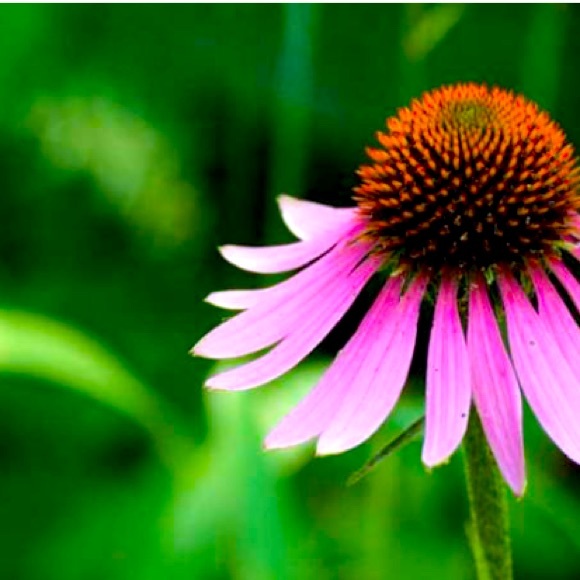 Meet your Posher, Alison - Picture 1 of 1